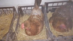 Убираем старых кур/Сколько яиц несут двухлетние несушки