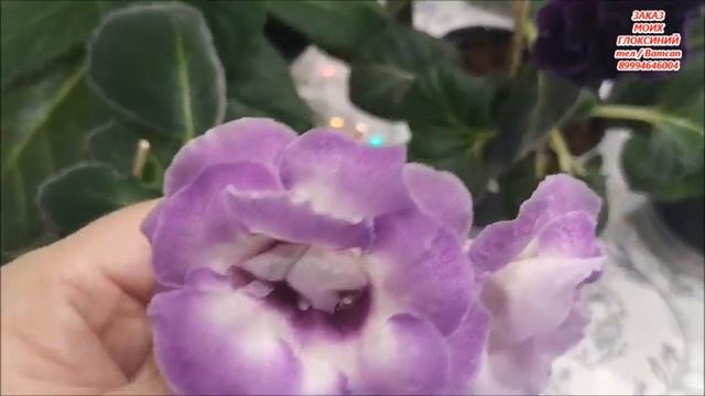 Глоксинии ? ЦВЕТУЩИЕ СОРТА в АВГУСТЕ 2021г смотреть онлайн