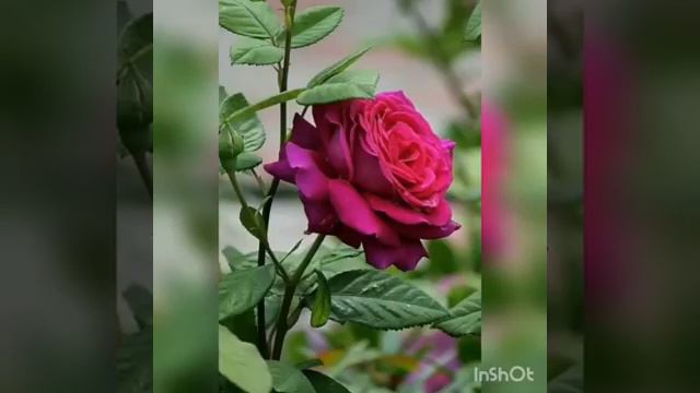 Бейсен Құранбек өмірден озды😢😣😢😣 смотреть онлайн