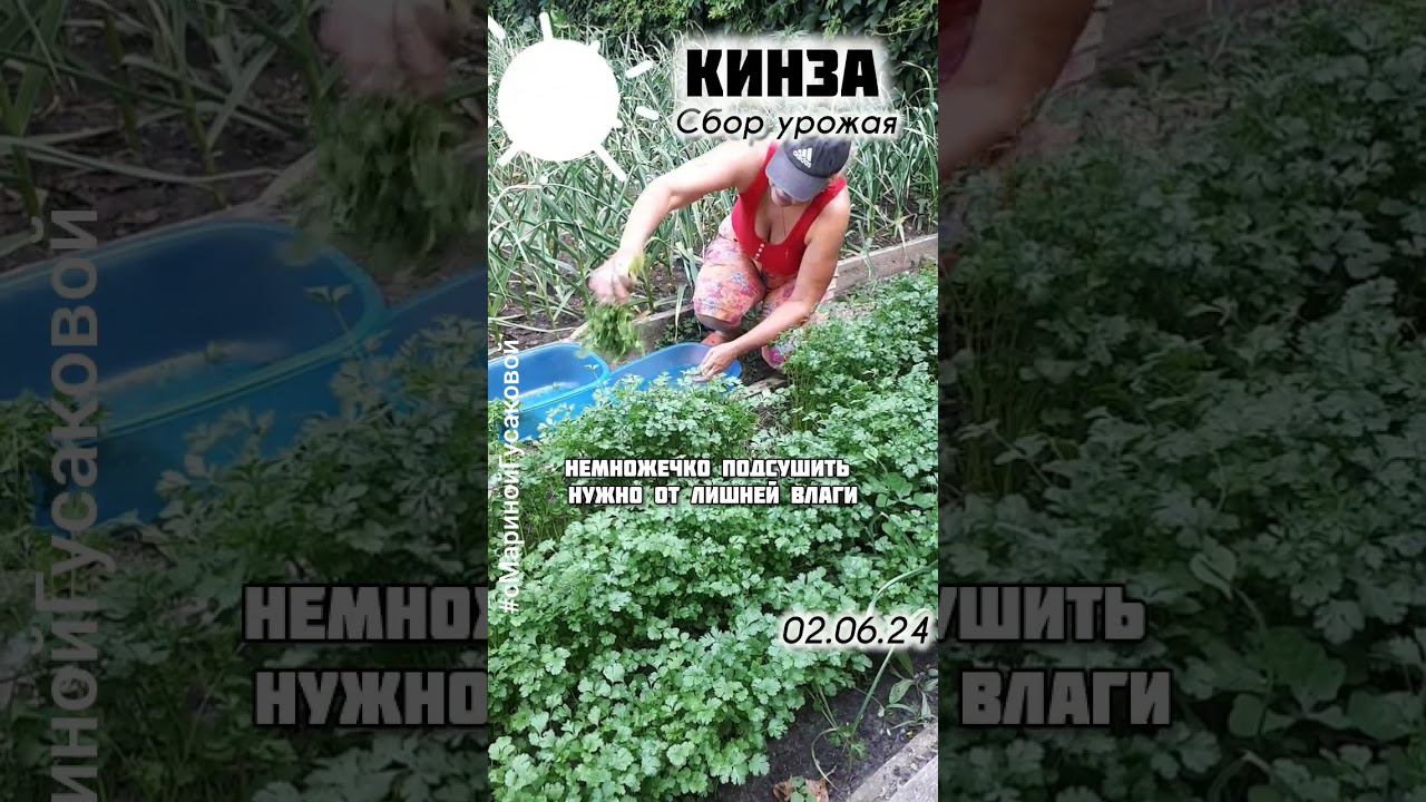 КИНЗА вырастить на раз два без всяких подкормок. УРОЖАЙ и ЗАГОТОВКА на зиму | с Мариной Гусаковой смотреть онлайн