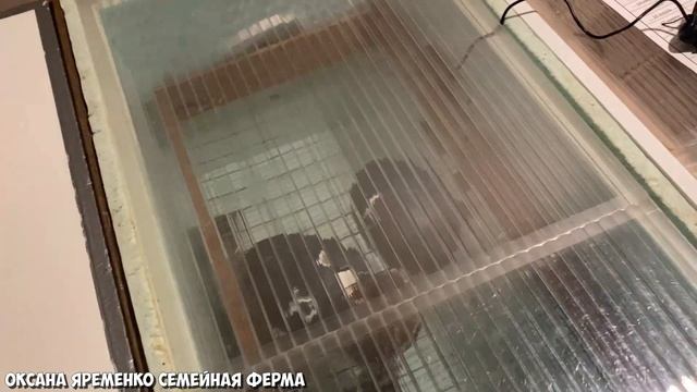 СТРАУС ЭМУ / ВЫВОД / ОТЛИЧНЫЙ РЕЗУЛЬТАТ! смотреть онлайн