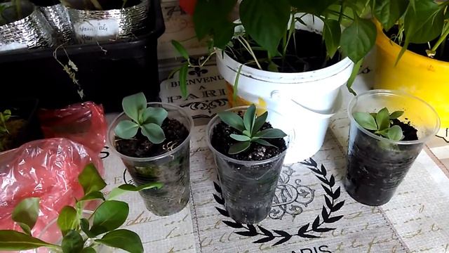 Всю рассаду переношу в теплицу для закалки.