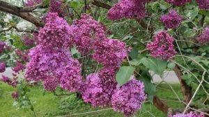 Сирени Бот.сада МГУ на Воробьевых Горах. Мой топ сортов сирени.