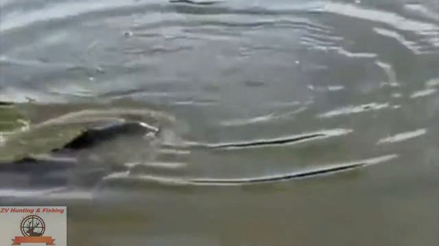 fishing for carp the bait. рыбалка на сазана на удочку. смотреть онлайн