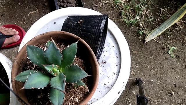 Rare Agave Titanota Repotting Session / Jerick Dionido смотреть онлайн