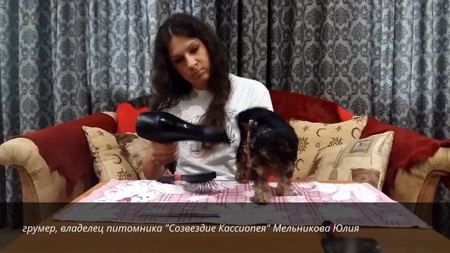 Как сушить собаку смотреть онлайн