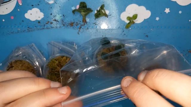 МИНИ ФИАЛКА заросла: УДАЛЯЕМ ПАСЫНКИ, омолаживаем и укореняем снова смотреть онлайн