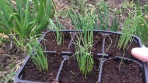 Лук - БАТУН. Супер лук!!!