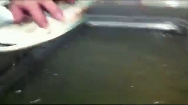 Что будет если опустить живую рыбу в жидкий азот