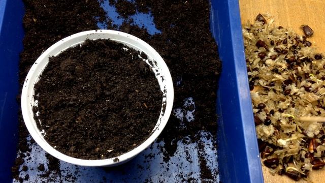 ? Как вырастить кедр из семян Часть 2 Семена проросли. Сажаю. смотреть онлайн