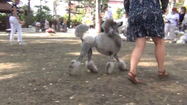 254 Моно пуделей 29.07.2023. Челябинск. Сравнение больших пуделей на ЛПП смотреть онлайн