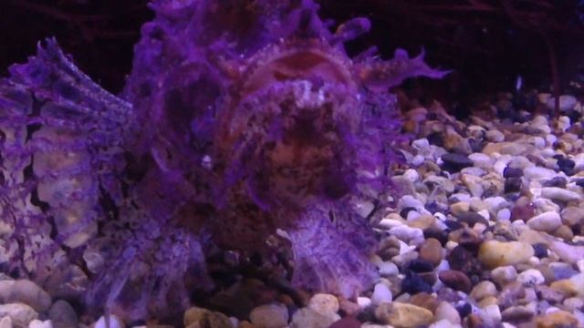 Морской конек и звезда смотреть онлайн