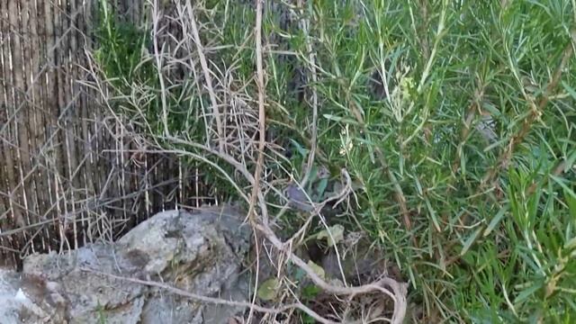 DESDE que SUPE esto mi ROMERO crece MUCHO MAS FUERTE! Cuidados del Romero en Maceta o huerto urbano смотреть онлайн