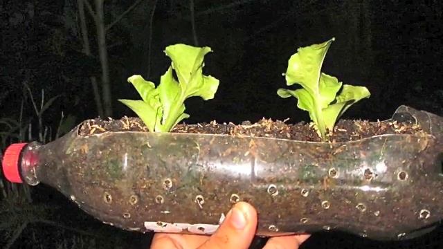 A Choice of Containers to Grow Plants - Part 1 смотреть онлайн