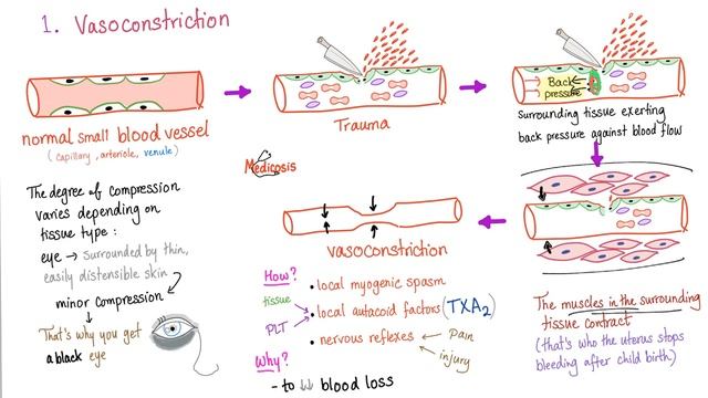 Hemostasis Introduction.mp4