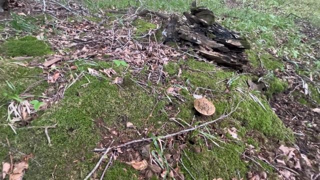 Боровики-Белые грибы как на подбор!45 штук не считая дубовиков и других грибов!тихая охота 2023 смотреть онлайн