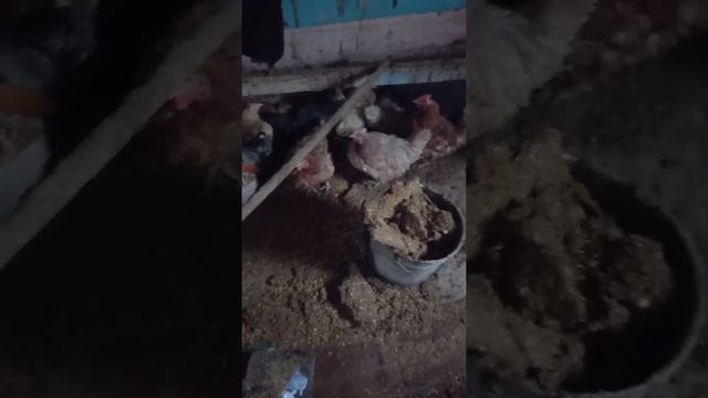 Пока муж работает хлопоты по хозяйству. Чищу курятник. смотреть онлайн