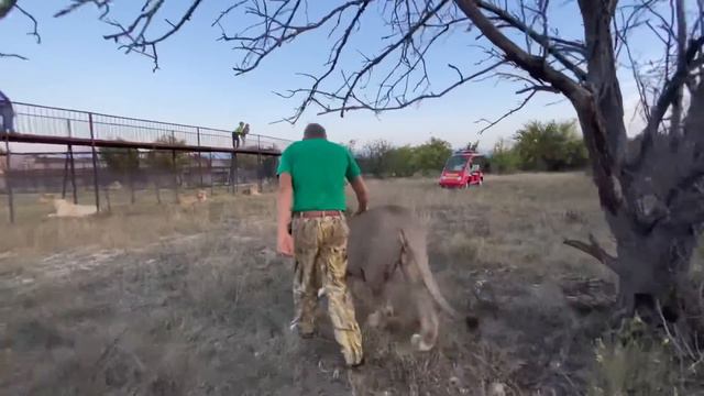 Вот такую перекличку устроили лев Гек и Человек-Лев ! смотреть онлайн