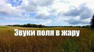 Звуки поля в жару