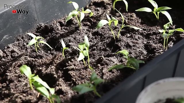 Я В ШОКЕ! Cтебли у Перца, Томатов, Огурцов Толстеют и Укрепляются На Глазах! Мощная Подпитка смотреть онлайн