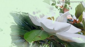 С днем рождения, любимая доченька. Ты мой свет. Поздравление для дочери  #тымойсвет #песнядлядочки