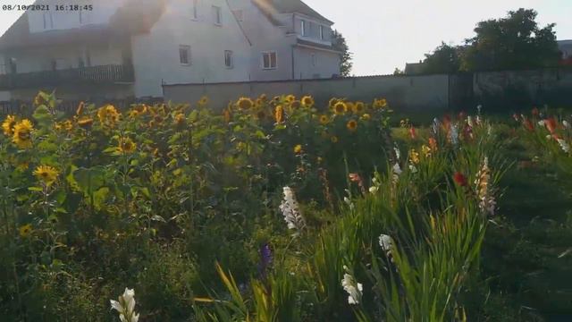 Gladiolenwiese. Cover Walzer Musik.(Поляна гладиолусов) смотреть онлайн