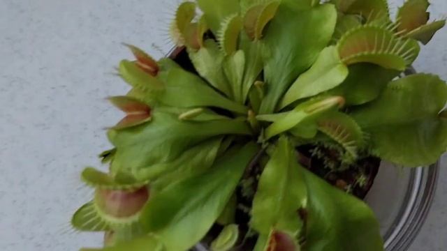 Венерина мухоловка питание, растение хищник. ? смотреть онлайн