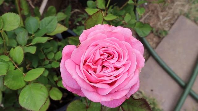 Summer Romance Parfuma Floribunda Rose by Kordes in 5 gallons pot смотреть онлайн