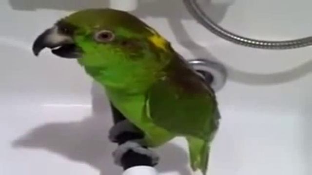 Попугай купается под душем и поет на всю катушку смотреть онлайн