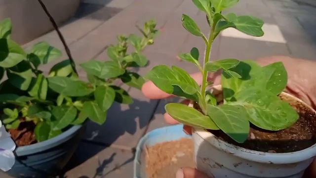 Double Petunia plant caring Malayalam 👍🏻 | How to care double Petunia beautiful Violet plant смотреть онлайн