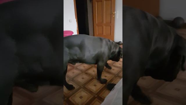 кане корсо Ваня ест ягодки смотреть онлайн