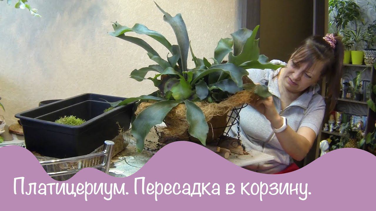 Цветы дома. Папоротник Платицериум. Посадка в корзину.