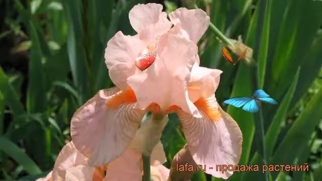 Ирис бородатый Пати Дресс (iris) ? ирис Пати Дресс обзор: как сажать рассада ириса Пати Дресс смотреть онлайн
