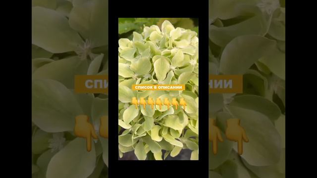 Удобрения, от которых гортензии могут погибнуть. #гортензия #гортензияметельчатая смотреть онлайн