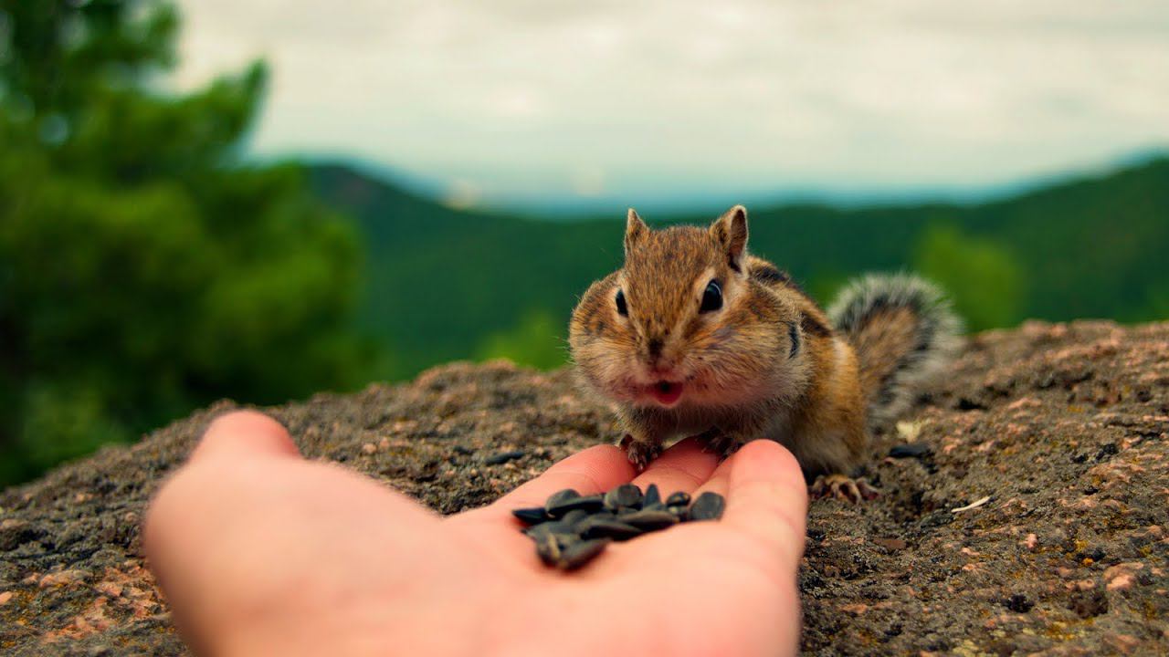 Ручные бурундуки на Красноярских столбах смотреть онлайн