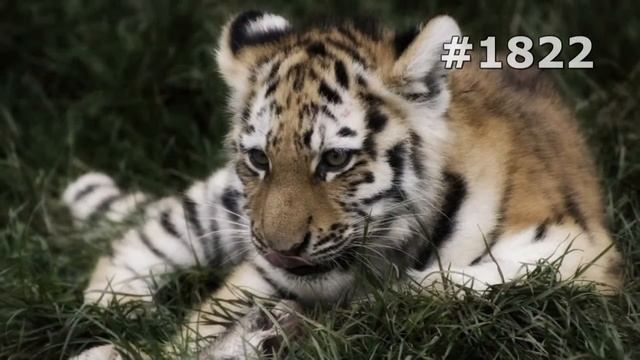 #1822. Тигры (В мире животных)