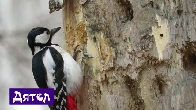 Птицы-Домашние и дикие птицы- Название и звук птиц- Голоса птиц- Петух Кукушка Чайка Ворона Гриф смотреть онлайн