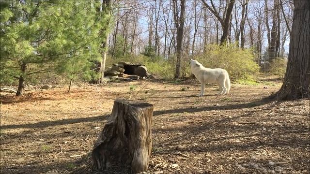 Atka's Twenty-Wolf Howl смотреть онлайн