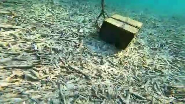 Мальдивские острова. Аравийское море, Индийский океан. Путешествие. смотреть онлайн