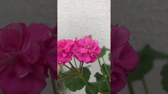 #50. Пеларгония Ю-Грушенька. Мои впечатления о сорте. смотреть онлайн