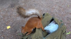 Показываю как сейчас выглядит белка с глазиком