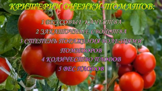ЭТИ ТОМАТЫ ПОСАЖУ ОБЯЗАТЕЛЬНО!! смотреть онлайн