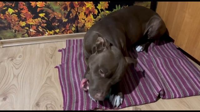 Жизнь моих питомцев. Алабай Арчо и питбуль Спайк смотреть онлайн