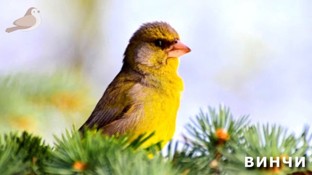 ПЕНИЕ КАНАРЕЙКИ - Как поет КАНАРЕЙКА - Певчий КЕНАР, ЩЕГОЛ - Пение ПТИЦ - Орнитотерапия, ОБУЧЕНИЕ смотреть онлайн