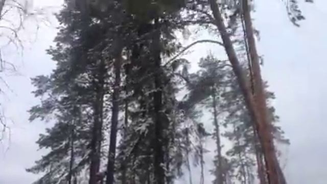 Валим деревья на даче. смотреть онлайн