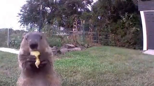 бобер жрет на камеру смотреть без смс и регистрации смотреть онлайн