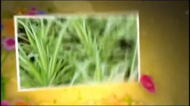 Растения для очищения воздуха / Plants for air purification. смотреть онлайн