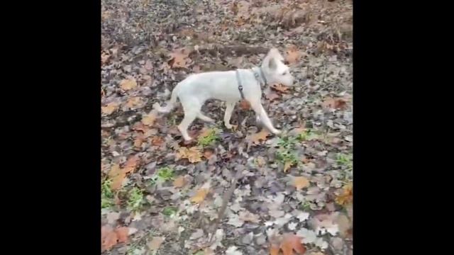 БРОШЕННЫЙ В ЛЕСУ ПЕС, ОБРЕЛ СЕБЕ ДОМ И НОВУЮ ЖИЗНЬ ЗА ТЫСЯЧИ КИЛОМЕТРОВ!!! ДОЛГИЙ ПУТЬ ЛЕШИКА! смотреть онлайн