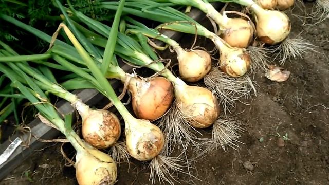 Лук из семян за 1 сезон. Результат. смотреть онлайн