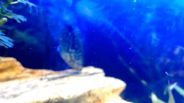 Мраморный и золотой гурами